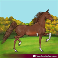 Horse Color:Chestnut Tobiano Rabicano 