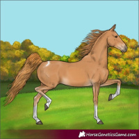 Horse Color:Chestnut Tobiano Rabicano 