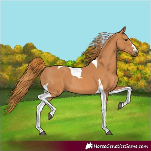 Horse Color:Chestnut Tobiano Rabicano 