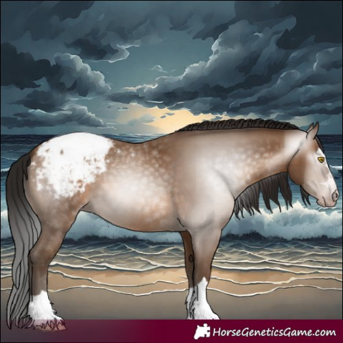 Horse Color:Gray Amber Champagne Appaloosa 