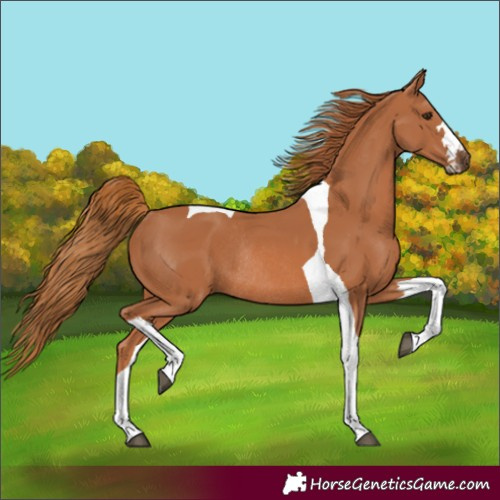 Horse Color:Chestnut Tobiano Rabicano