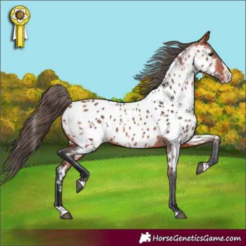 Horse Color:Bay Splash Appaloosa 