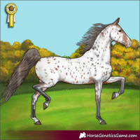 Horse Color:Bay Splash Appaloosa 