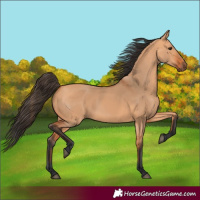 Horse Color:Bay Dun 