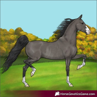 Horse Color:Grullo Rabicano 