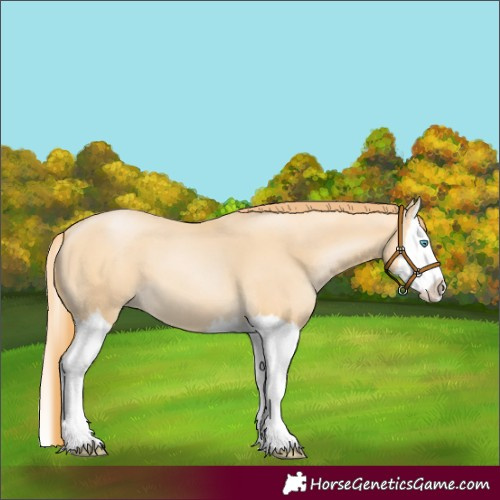 Horse Color:Buckskin Pearl Splash 