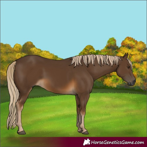 Horse Color:Gray Chocolate Palomino 