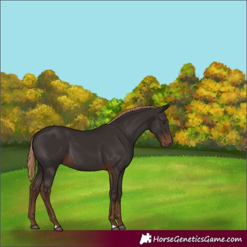 Horse Color:Liver Chestnut