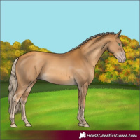 Horse Color:Gray Gold Cream Champagne 