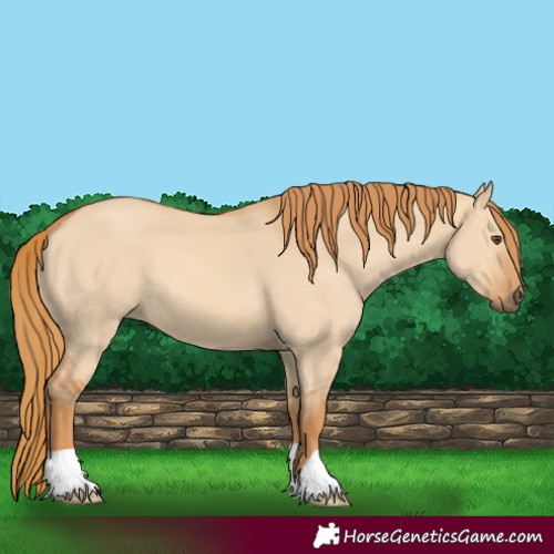 Horse Color:Red Dun