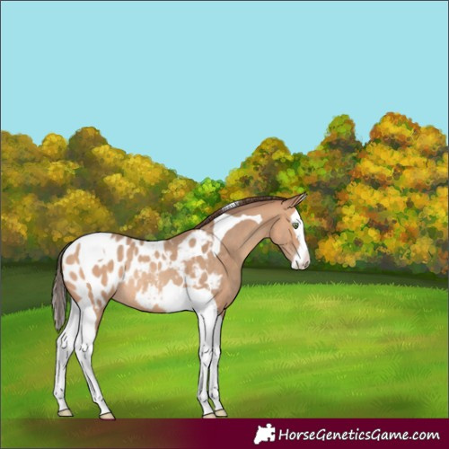 Horse Color:Amber Champagne Splash Tobiano Appaloosa Rabicano 