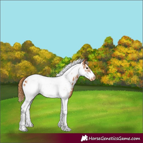 Horse Color:Chestnut Tobiano Frame Appaloosa 