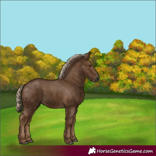 Horse Color:Gray Chocolate Palomino 