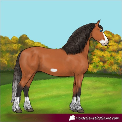 Horse Color:Bay Splash Frame 