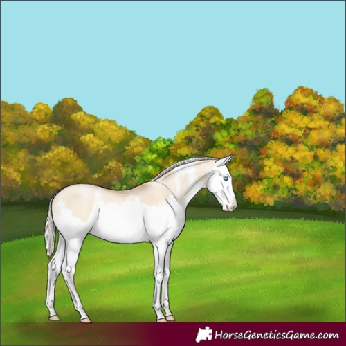 Horse Color:Palomino Pearl Dun Sabino Splash 