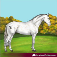 Horse Color:Buckskin Appaloosa 