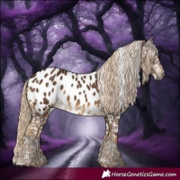Horse Color:Gray Chocolate Palomino Appaloosa 