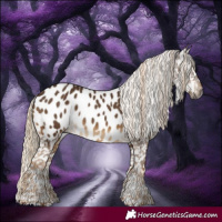 Horse Color:Gray Chocolate Palomino Near Leopard 