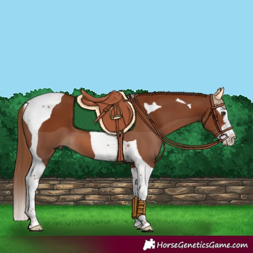 Horse Color:Chestnut Splash Tobiano 