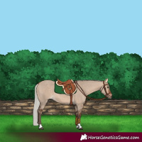 Horse Color:Silver Bay Dun Tobiano 