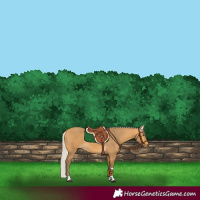 Horse Color:Silver Buckskin Tobiano