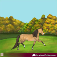 Horse Color:Buckskin 
