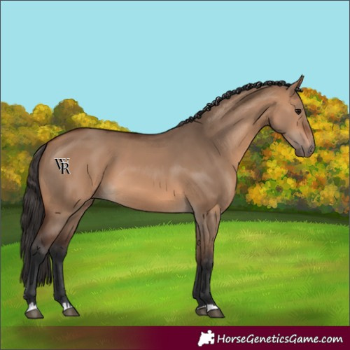 Horse Color:Unknown 