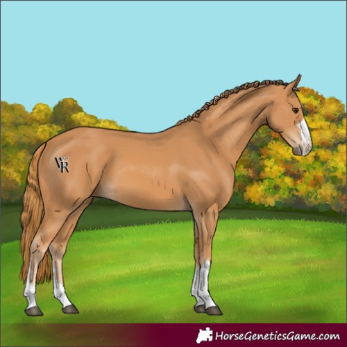 Horse Color:Unknown 