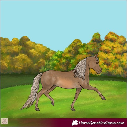 Horse Color:Chocolate Palomino 