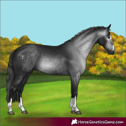 Horse Color:Unknown 