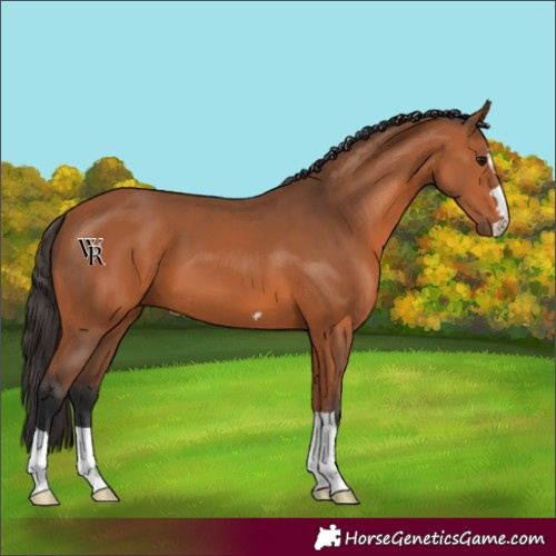 Horse Color:Unknown 