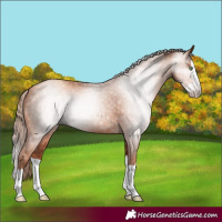 Horse Color:Gray Gold Champagne Splash 
