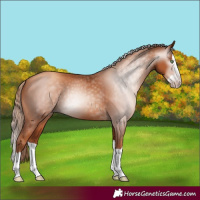 Horse Color:Gray Gold Champagne Splash 
