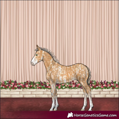 Horse Color:Gold Cream Champagne Sabino Appaloosa  and Palomino Sabino 
