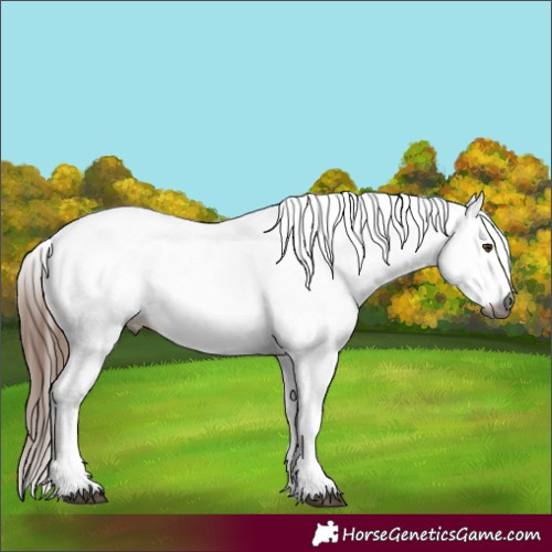 Horse Color:Gray White Spotted Chestnut 