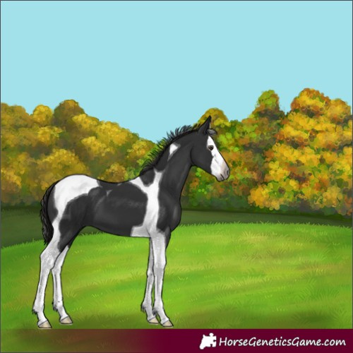 Horse Color:Gray Liver Chestnut Splash Tobiano