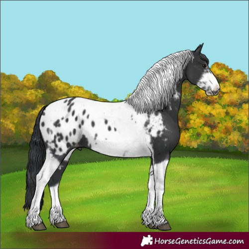 Horse Color:Black Tobiano Frame Appaloosa