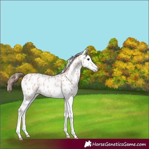 Horse Color:Red Dun Roan Splash Leopard Rabicano 