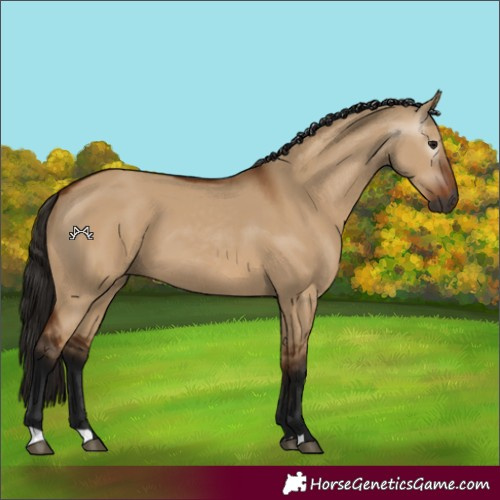 Horse Color:Gray Bay Dun