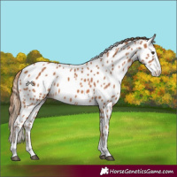 Horse Color:Chestnut Splash Appaloosa 