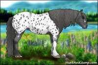 Horse Color:Black Appaloosa