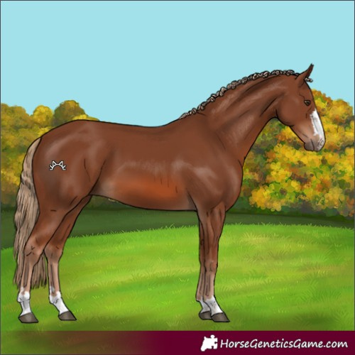 Horse Color:Chestnut 
