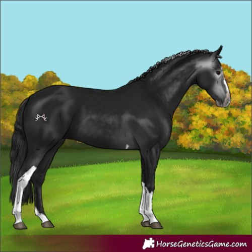 Horse Color:Gray Black Splash Tobiano