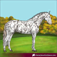 Horse Color:Grullo Appaloosa 