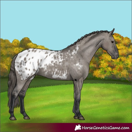Horse Color:Grullo Appaloosa 