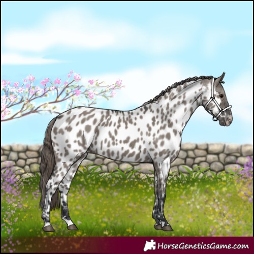 Horse Color:Grullo Appaloosa 