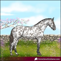 Horse Color:Grullo Leopard 
