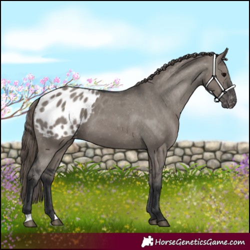 Horse Color:Grullo Appaloosa 