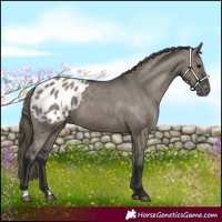 Horse Color:Grullo Appaloosa 