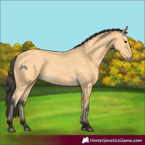 Horse Color:Buckskin